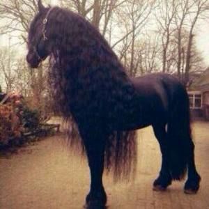 Meet your Posher, Asma